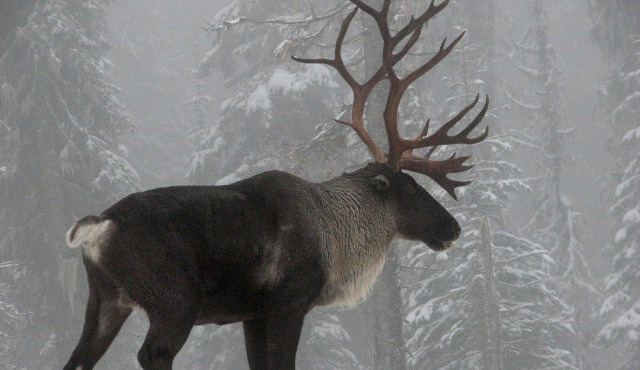 Deep-Snow Mountain Caribou